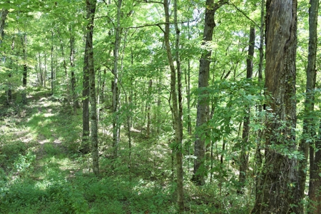 Cattle Farm, Timber, Hunting, Bldg Sites, Ponds, Frontage - image 17