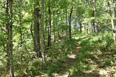 Cattle Farm, Timber, Hunting, Bldg Sites, Ponds, Frontage - image 16