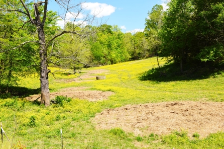 Cattle Farm, Timber, Hunting, Bldg Sites, Ponds, Frontage - image 41