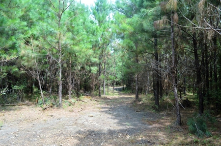 Pine Timberland for sale in Pike County MS - image 6