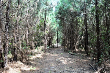 Pine Timberland for sale in Pike County MS - image 2