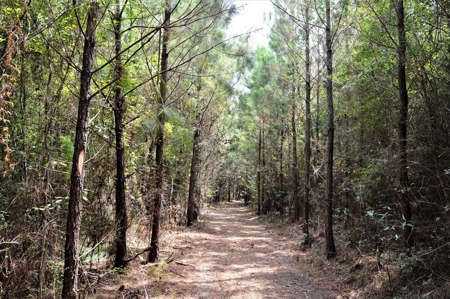Pine Timberland for sale in Pike County MS - image 5