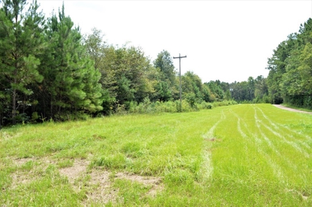 Pine Timberland for sale in Pike County MS - image 4