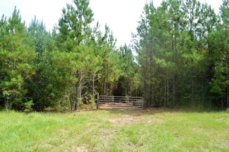 Pine Timberland for sale in Pike County MS - image 3