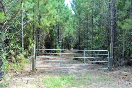 Pine Timberland for sale in Pike County MS - image 1