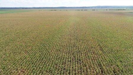 Carroll County, MO Land Auction (Scherr Family) - image 12