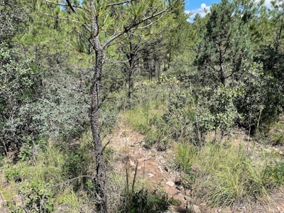 New Mexico Mountain Property - image 4