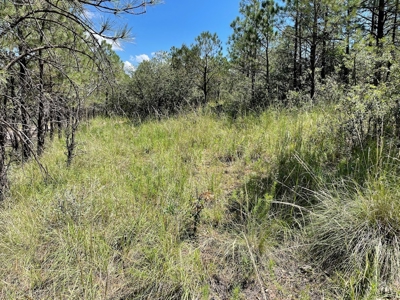 New Mexico Mountain Property - image 7