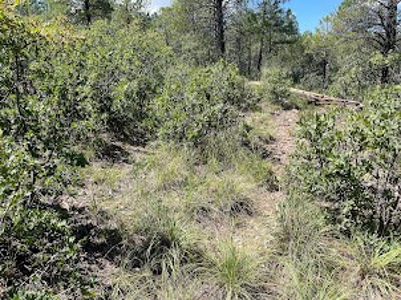 New Mexico Mountain Property - image 1