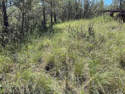 New Mexico Mountain Property - image 6