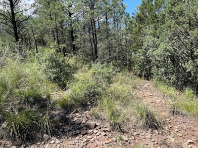 New Mexico Mountain Property - image 3
