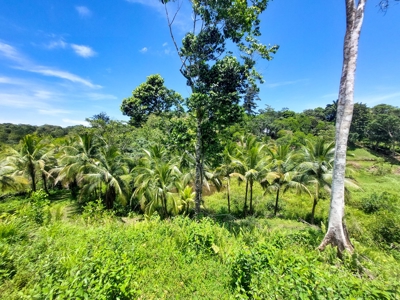 Titled Lots with Endless Development Possibility, Isla Colon - image 3