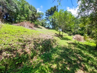 Titled Lots with Endless Development Possibility, Isla Colon - image 9