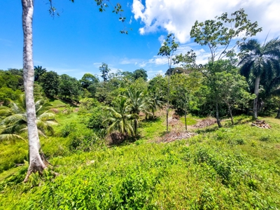Titled Lots with Endless Development Possibility, Isla Colon - image 4