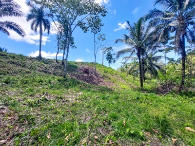 Titled Lots with Endless Development Possibility, Isla Colon - image 10