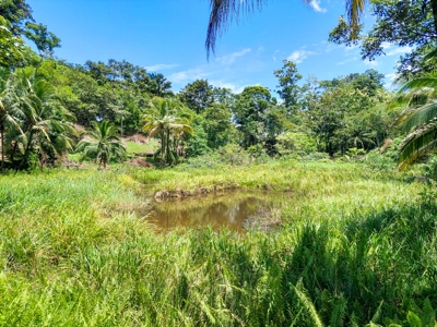 Titled Lots with Endless Development Possibility, Isla Colon - image 7