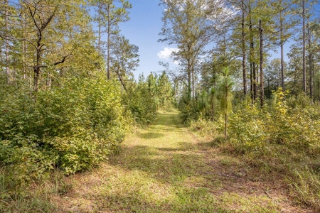 200 Acre Secluded Country Estate for Sale Hattiesburg MS - image 4