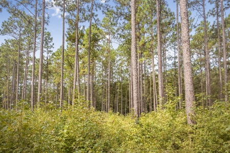 200 Acre Secluded Country Estate for Sale Hattiesburg MS - image 5