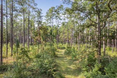 200 Acre Secluded Country Estate for Sale Hattiesburg MS - image 30