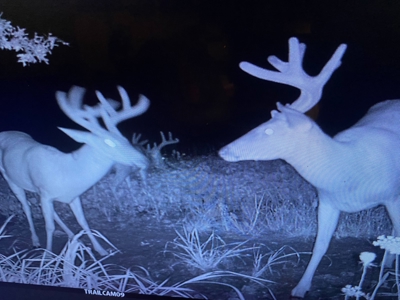 Northeast Missouri Income w/ Hunting Farm - image 5