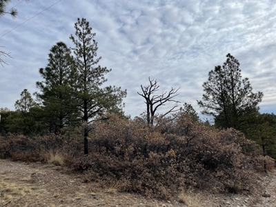 Wood Lot For Sale In Timberon New Mexico - image 2