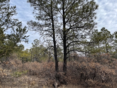 Wood Lot For Sale In Timberon New Mexico - image 3