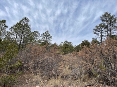 Wood Lot For Sale In Timberon New Mexico - image 5