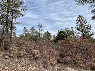 Wood Lot For Sale In Timberon New Mexico - image 4