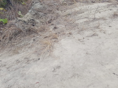 Finca With 47 Hectars For Sale In Via El Coco Penonome - image 13