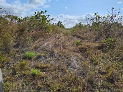 Finca With 47 Hectars For Sale In Via El Coco Penonome - image 10