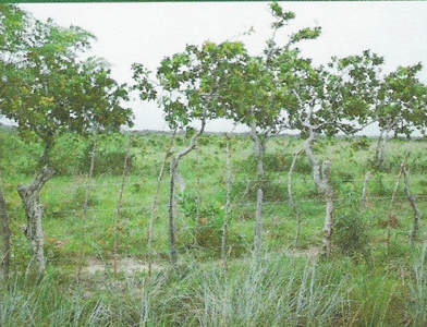Finca With 47 Hectars For Sale In Via El Coco Penonome - image 7