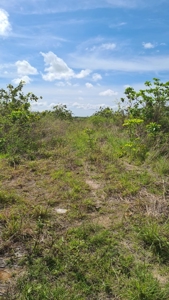 Finca With 47 Hectars For Sale In Via El Coco Penonome - image 14