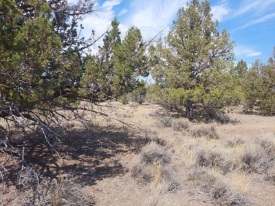 Rural Acreage/1 +/acre Paved Road & Electricity - image 7