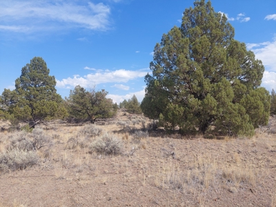 Rural Acreage/1 +/acre Paved Road & Electricity - image 3