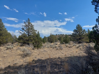Rural Acreage/1 +/acre Paved Road & Electricity - image 9