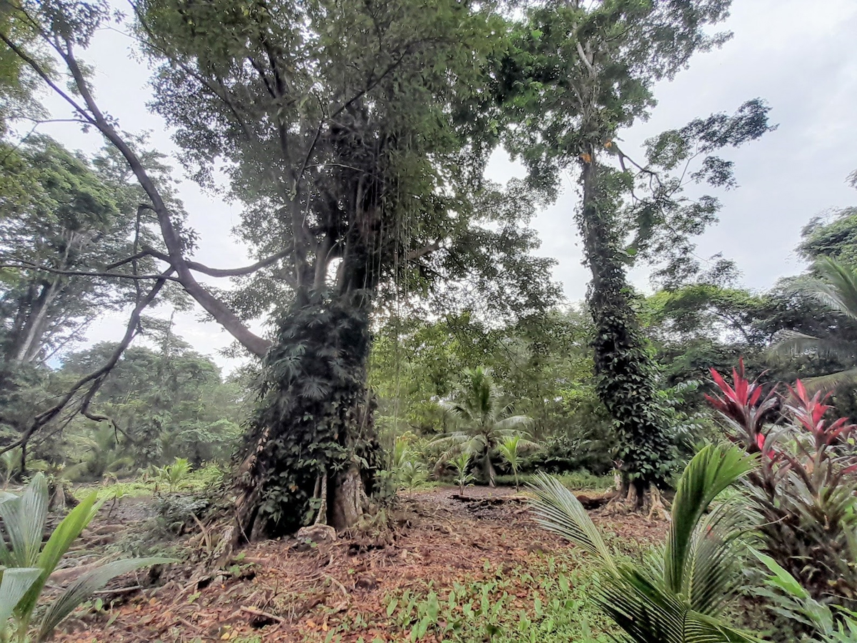 Waterfront Jungle Lot, 1+ Hectare — Big Bay, Isla Cristóbal - 20