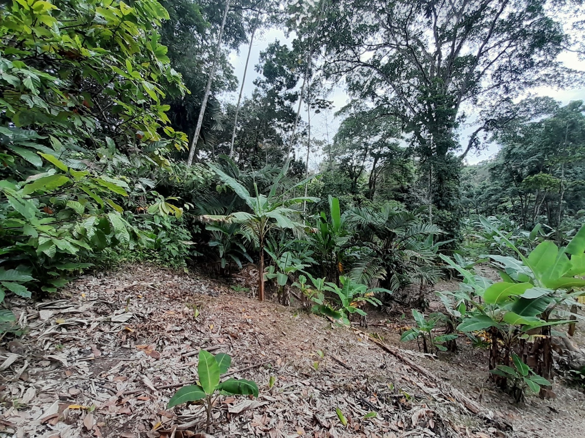 Waterfront Jungle Lot, 1+ Hectare — Big Bay, Isla Cristóbal - 15