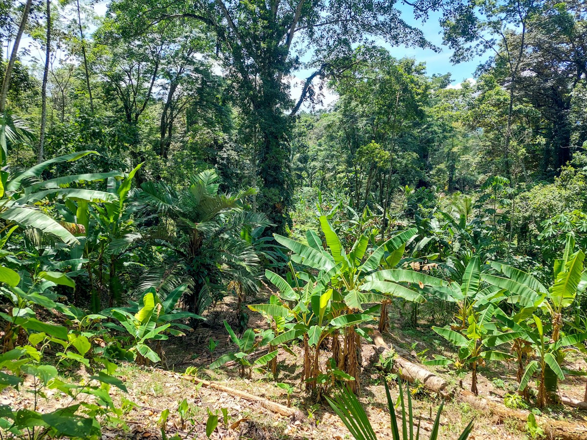 Waterfront Jungle Lot, 1+ Hectare — Big Bay, Isla Cristóbal - 11
