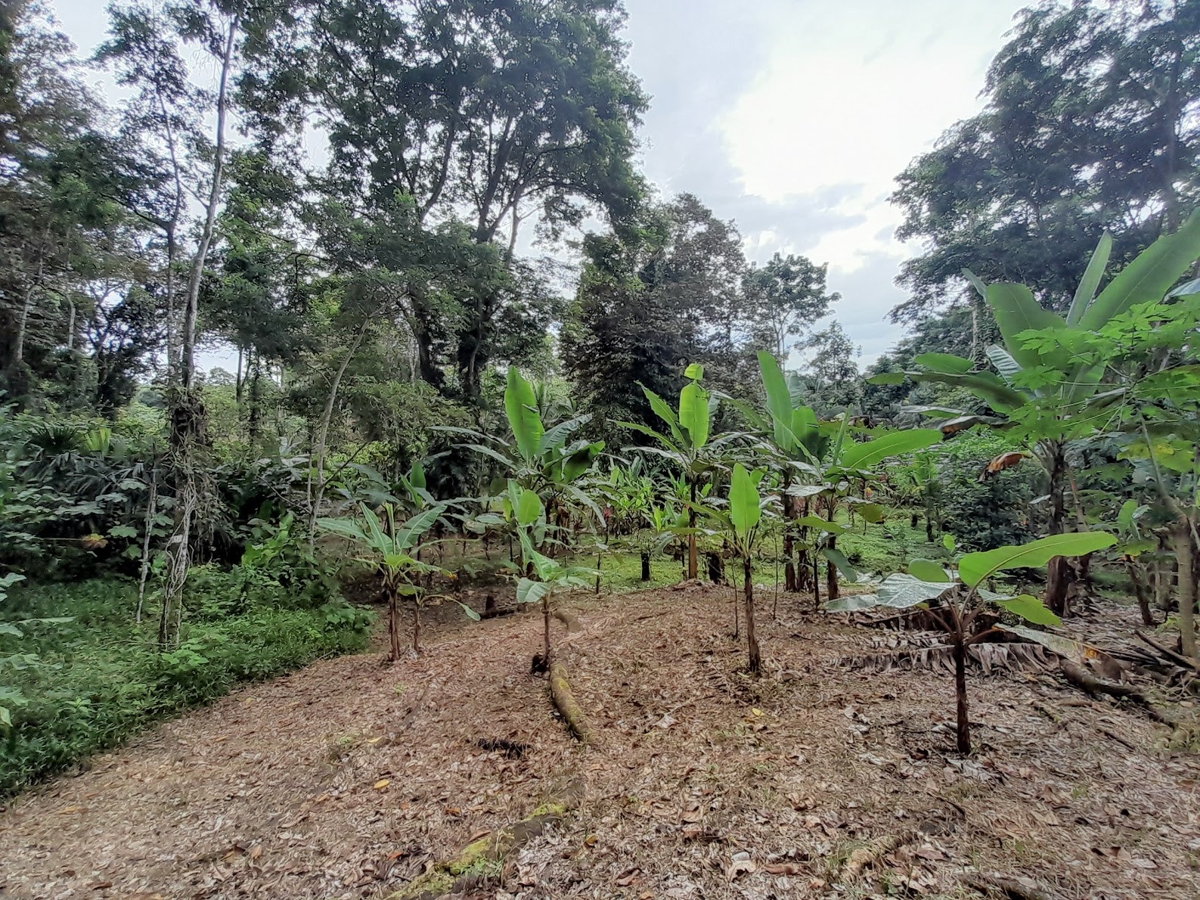 Waterfront Jungle Lot, 1+ Hectare — Big Bay, Isla Cristóbal - 16