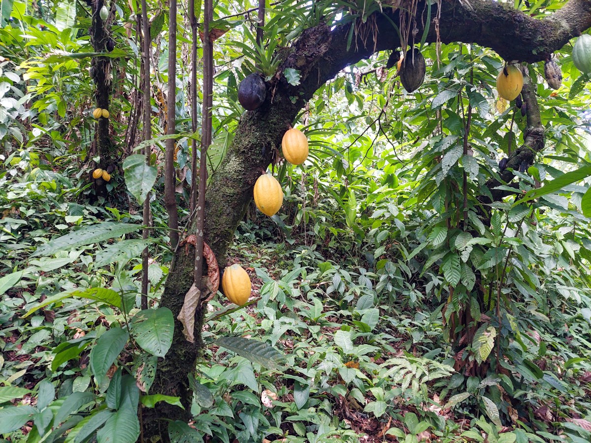 Waterfront Jungle Lot, 1+ Hectare — Big Bay, Isla Cristóbal - 5