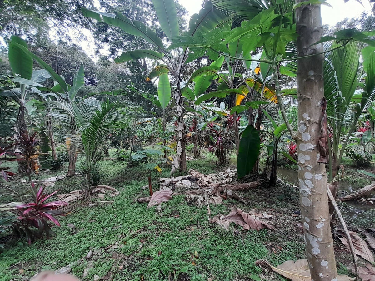 Waterfront Jungle Lot, 1+ Hectare — Big Bay, Isla Cristóbal - 18