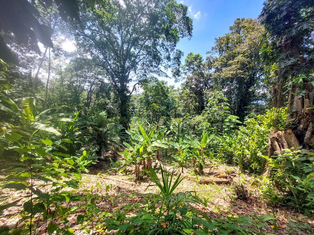 Waterfront Jungle Lot, 1+ Hectare — Big Bay, Isla Cristóbal - 12