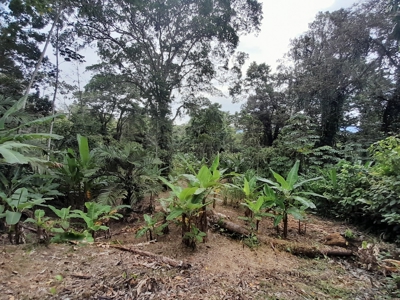 Jungle Lot for Sale, Bocas del Toro - image 2