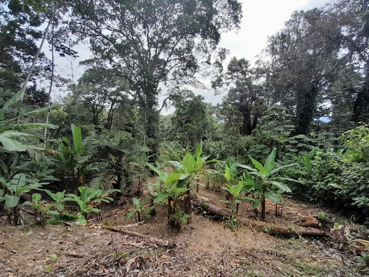 Waterfront Jungle Lot, 1+ Hectare — Big Bay, Isla Cristóbal - 14