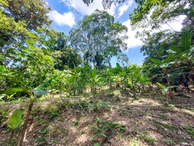 Jungle Lot for Sale, Bocas del Toro - image 20