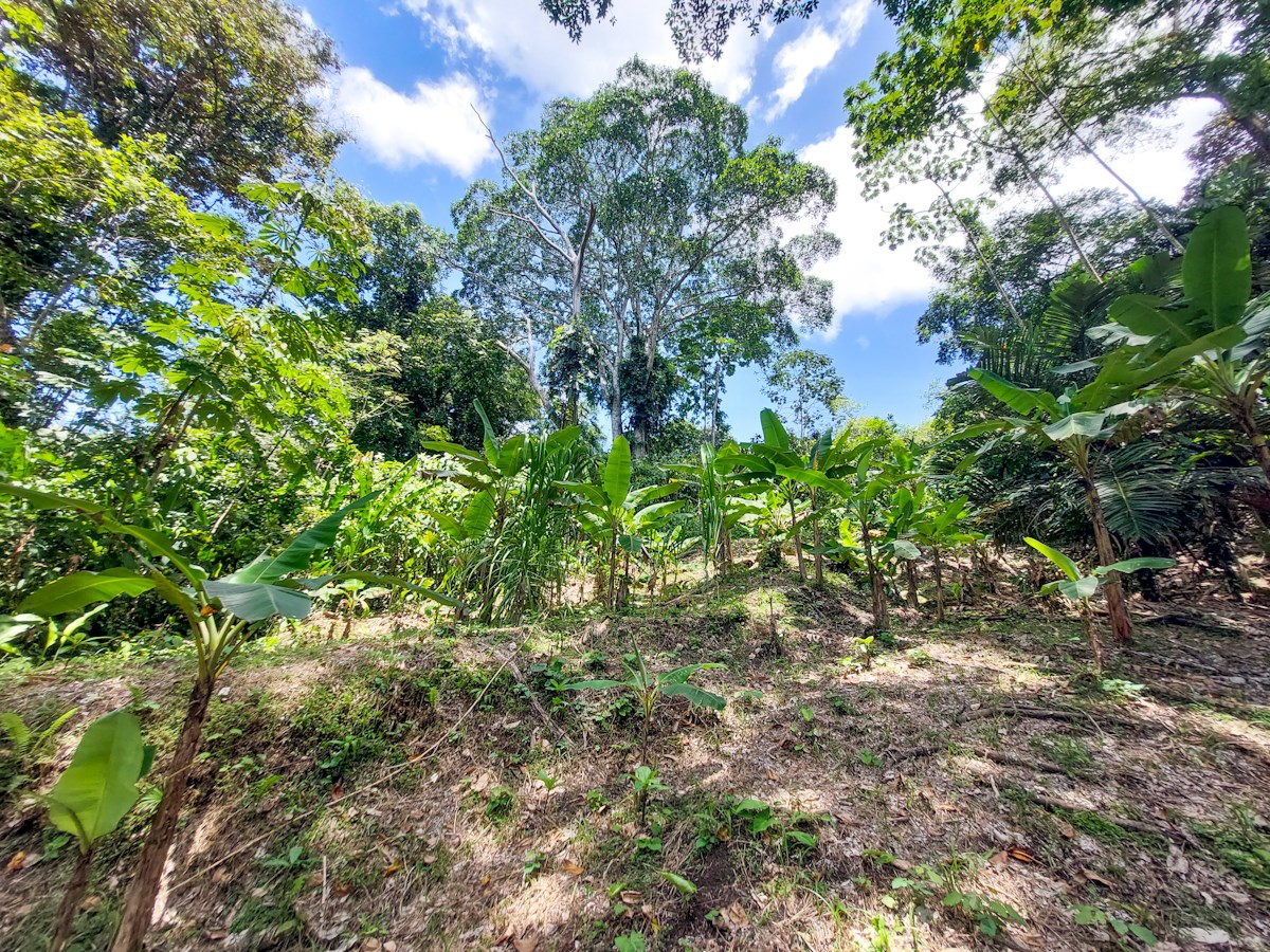 Waterfront Jungle Lot, 1+ Hectare — Big Bay, Isla Cristóbal - 4