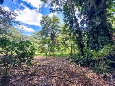 Jungle Lot for Sale, Bocas del Toro - image 14