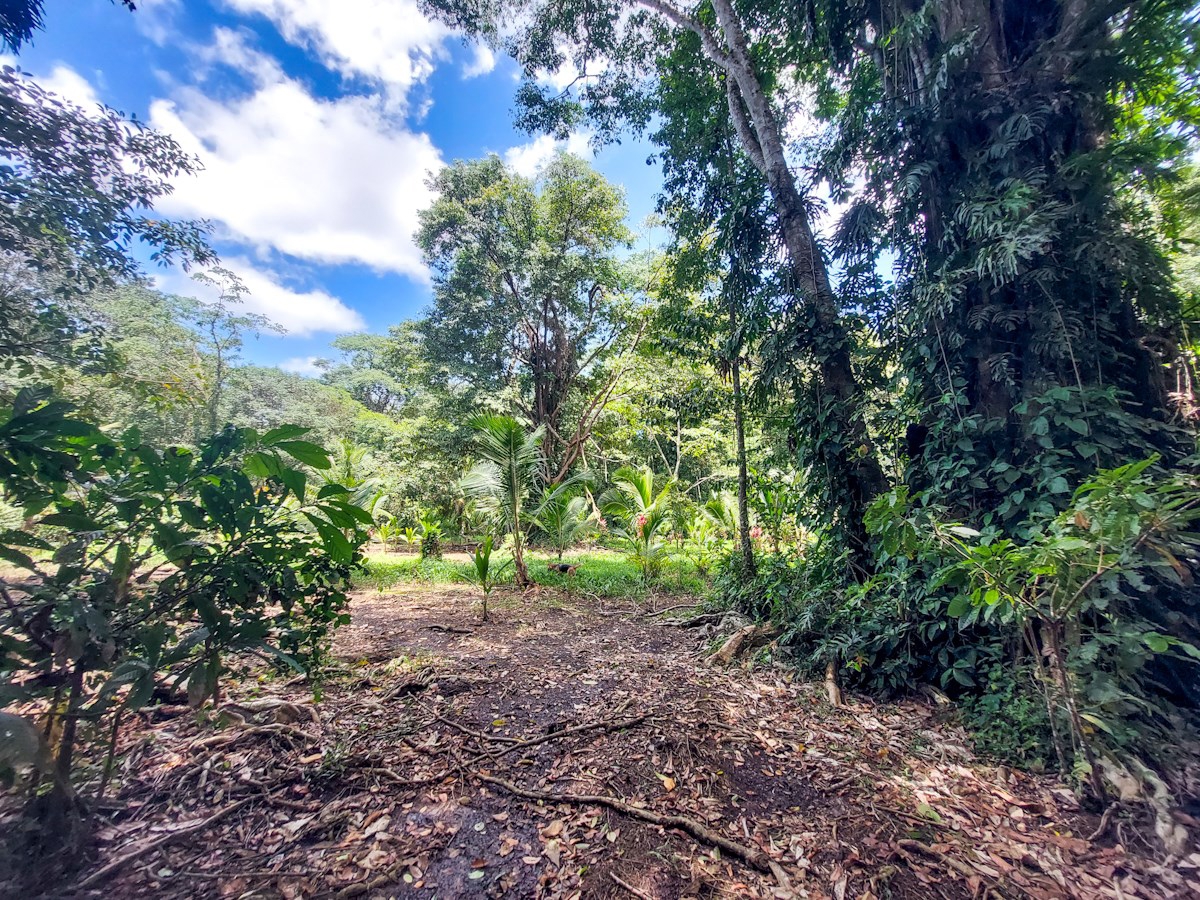 Waterfront Jungle Lot, 1+ Hectare — Big Bay, Isla Cristóbal - 6