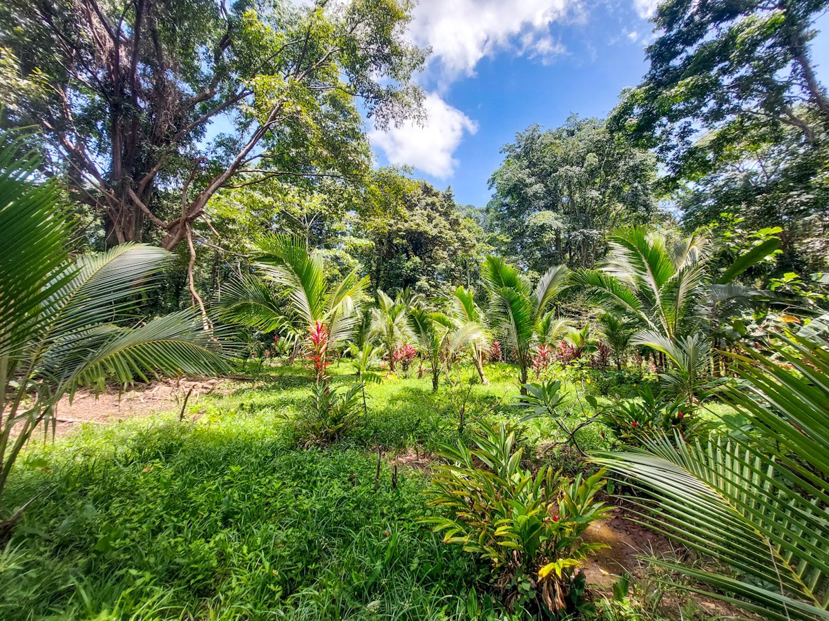 Waterfront Jungle Lot, 1+ Hectare — Big Bay, Isla Cristóbal - 8