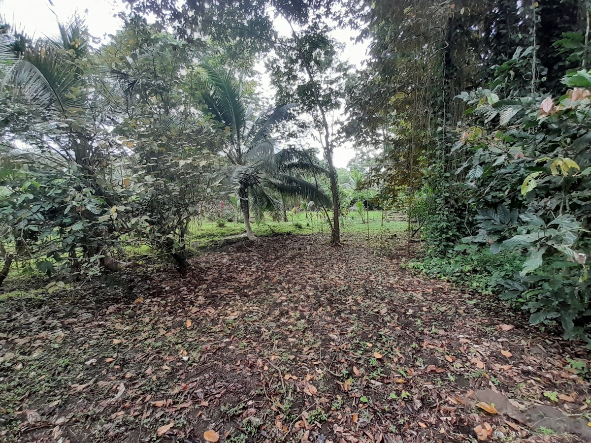 Waterfront Jungle Lot, 1+ Hectare — Big Bay, Isla Cristóbal - 17